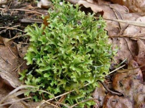 cetraria nuo parazitų organizme