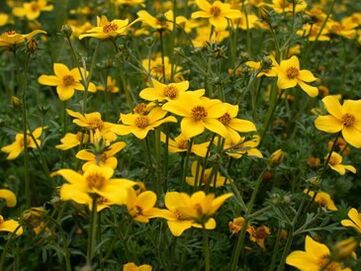 daugybė parazitų organizme