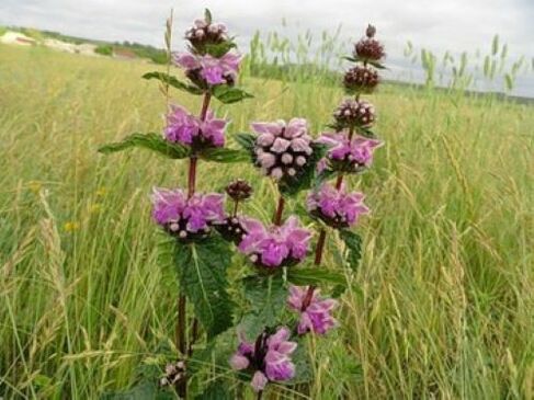 geležies rūdos augalas nuo parazitų organizme