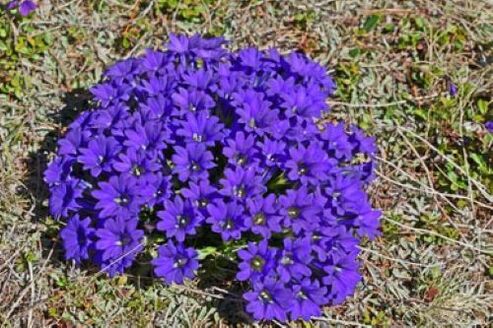 karščiavimo šaknys nuo parazitų organizme