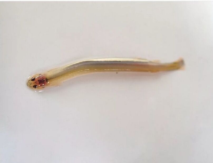 Wandellia whiskered - pavojinga parazitinė žuvis