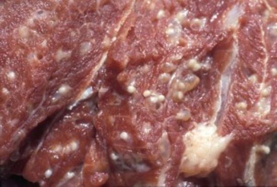 Mėsa užteršta trichinelėmis – pavojingi parazitai